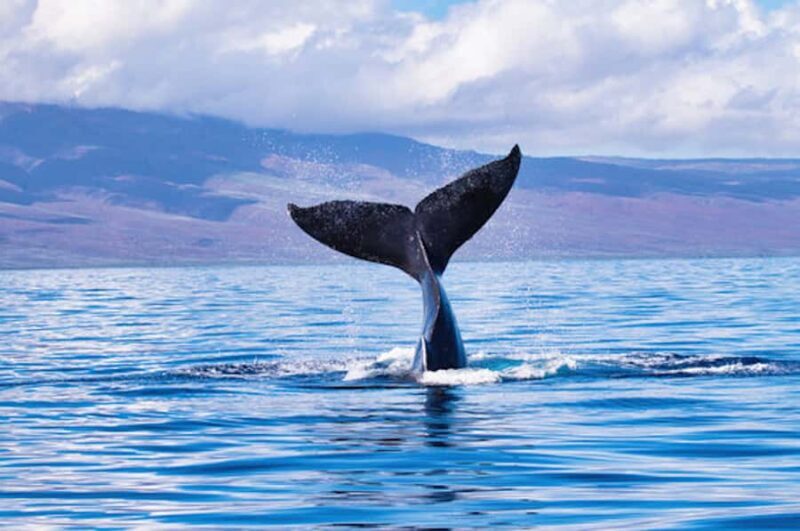 Big Island: Kona Whale Watching Tour - A Deep Dive into the Kona Whale Watching Tour