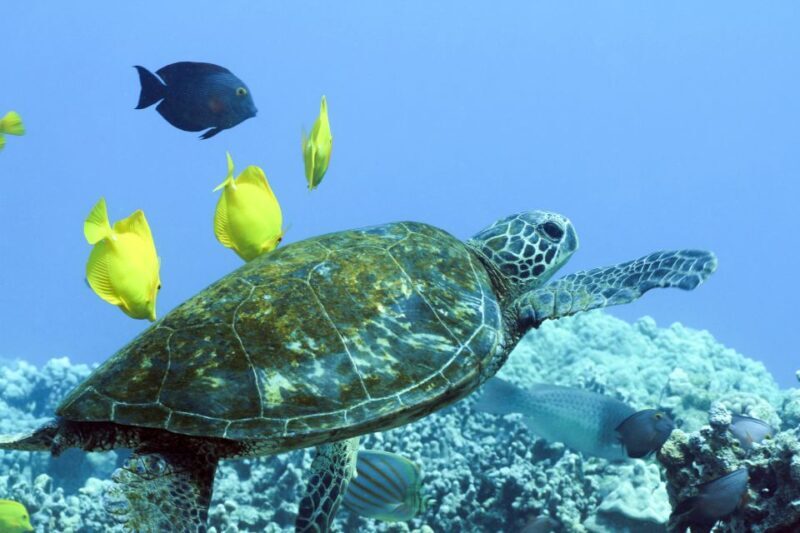 Big Island: Luxury Catamaran Trip along the Kona Coast - A Detailed Look at the Experience