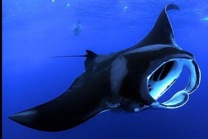 Big Island Manta Ray Night Snorkel - Big Island Manta Ray Night Snorkel: An Unforgettable Underwater Encounter