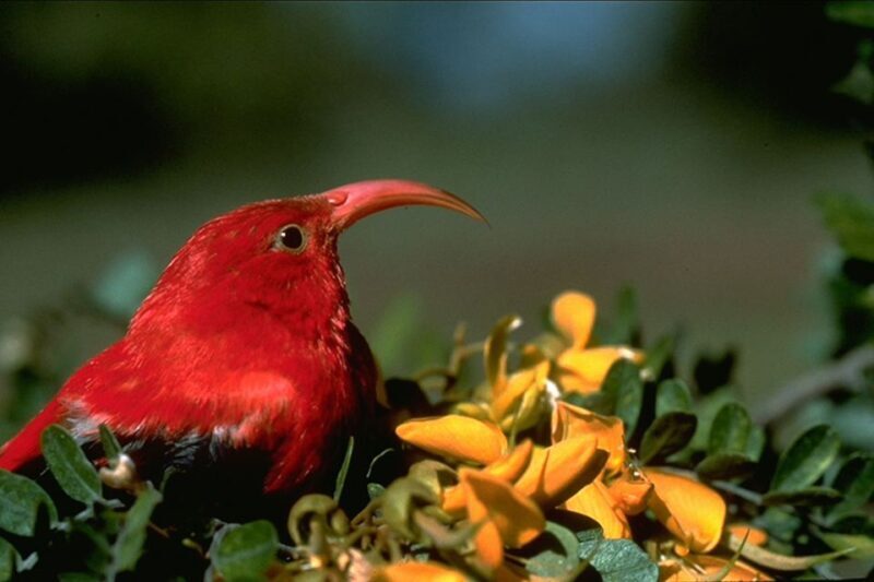 Big Island: Native Bird Watching & Hiking Tour - Exploring the Details: What to Expect on This Tour