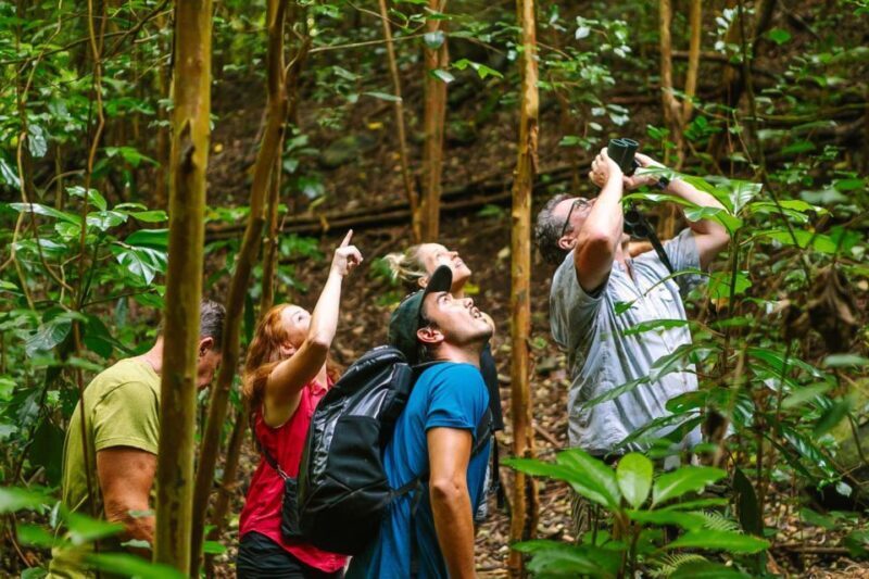 Big Island: Native Bird Watching & Hiking Tour - Potential Drawbacks to Consider