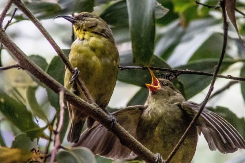 Big Island: Native Bird Watching & Hiking Tour - FAQ