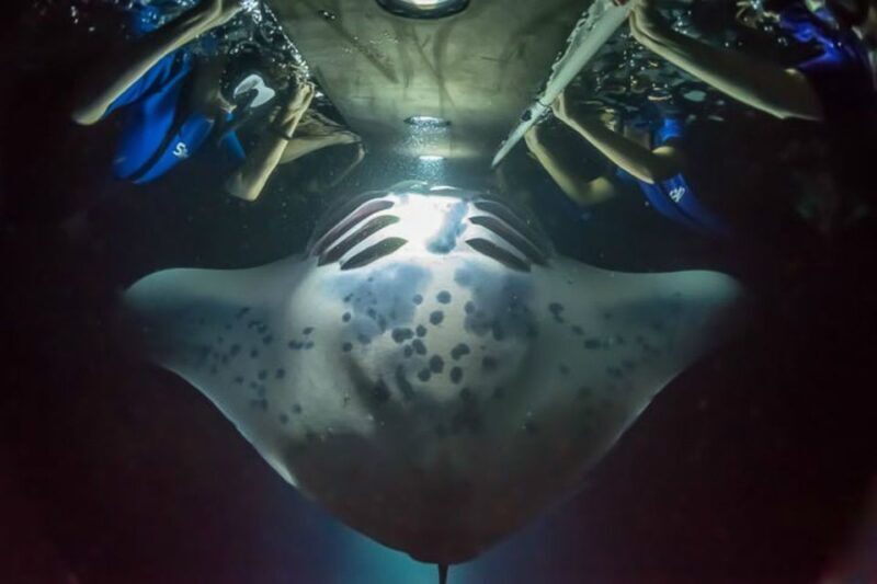 Big Island: Night Swim with Manta Ray with Hot Chocolate - Big Island: Night Swim with Manta Ray with Hot Chocolate – An Authentic Underwater Adventure