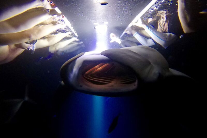 Big Island: Night Swim with Manta Ray with Hot Chocolate - What Makes This Tour Stand Out