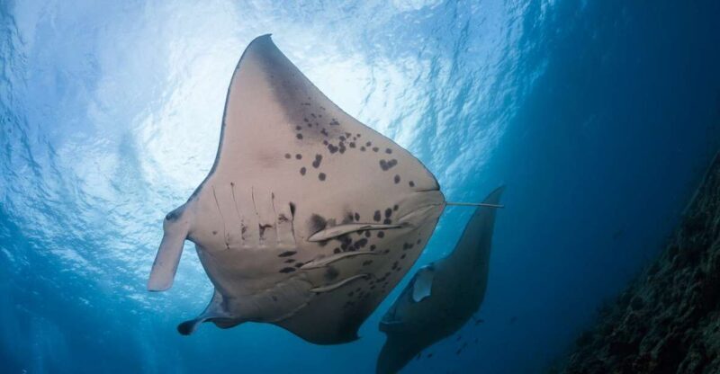 Big Island: Snorkel with Manta Rays - Manta Guarantee - Key Points