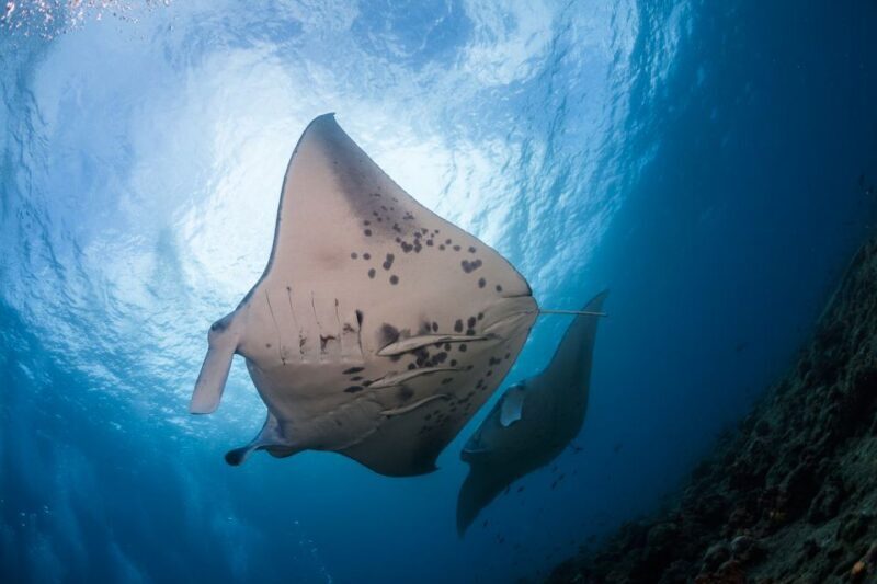 Big Island: Snorkel with Manta Rays - Manta Guarantee - Why This Tour Offers Excellent Value
