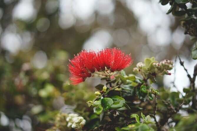 Big Island Tour of East to West - Authentic Experiences That Make This Tour Special