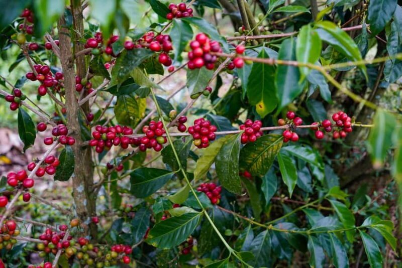 Big Island: Volcano, Waterfalls & Coffee Group Tour - The Sum Up