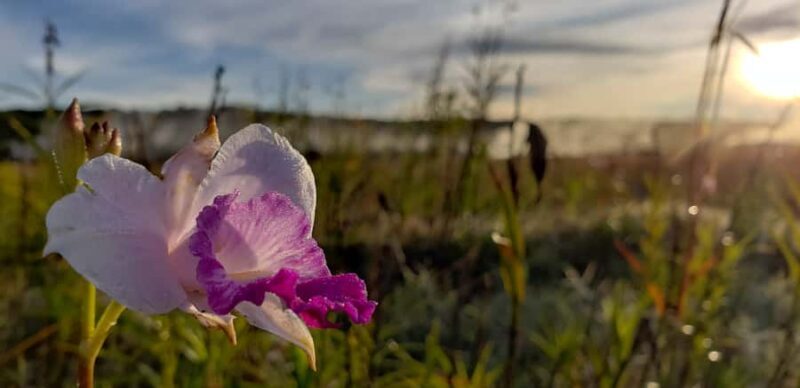 Big Island: Volcanoes National Park Private Tour - Key Points