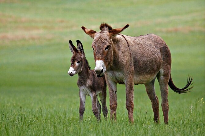 BIG - Mt Rushmore & Crazy Horse & Bison Safari-Needles-Iron Mtn - Why This Tour Offers Great Value