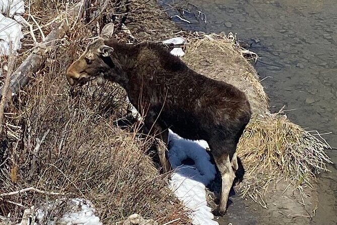 Big Sky Winter Wildlife Safari Lamar Valley Breakfast and Lunch - The Sum Up: Is It Worth It?