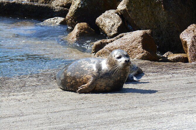 Big Sur Sightseeing Tour - Who Should Book This Tour?