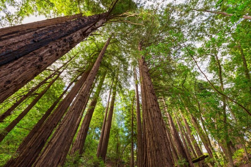 Big Sur: Sightseeing Tour with 4 to 5 Stops - Big Sur: Sightseeing Tour with 4 to 5 Stops