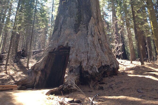 Big Trees Hike & Riverside Cookout Adventure - Frequently Asked Questions