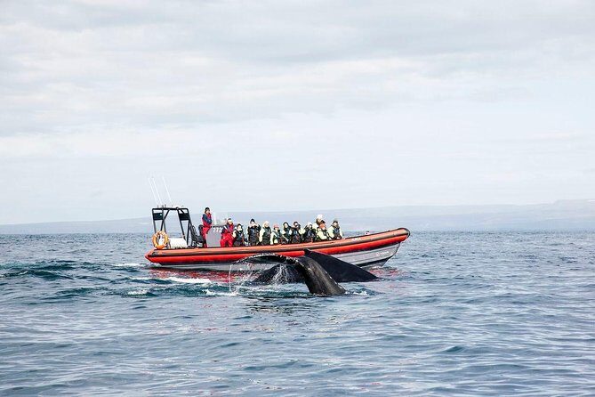 Big Whales & Puffins RIB boat tour from Húsavík - An In-Depth Look at the Big Whales & Puffins RIB Tour