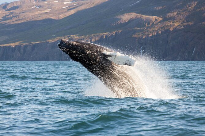 Big Whales & Puffins RIB boat tour from Húsavík - Final Thoughts