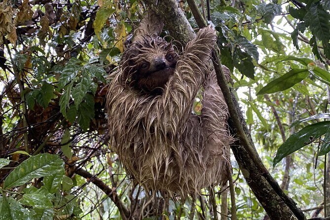 Bijagua Upala Rainforest, Trails, Sloths, Birds and others - Bijagua Upala Rainforest, Trails, Sloths, Birds, and Others: A Nature Lover’s Delight