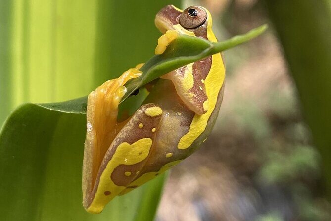 Bijagua Upala Rainforest, Trails, Sloths, Birds and others - Final Thoughts