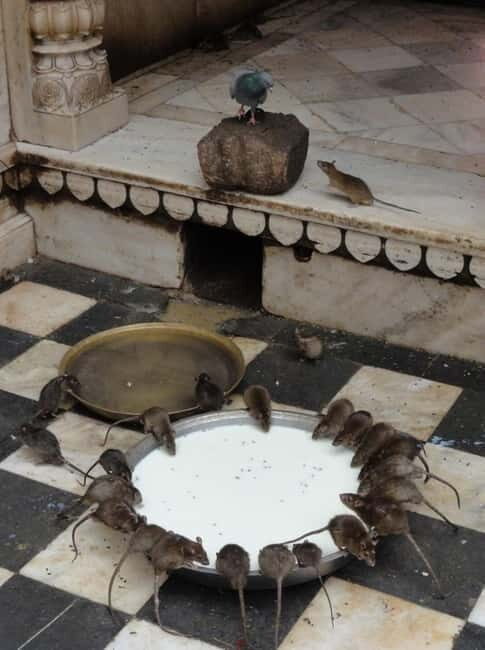 Bikaner: Karni Mata Temple Half-Day Guided Tour - A Closer Look at the Karni Mata Temple Tour