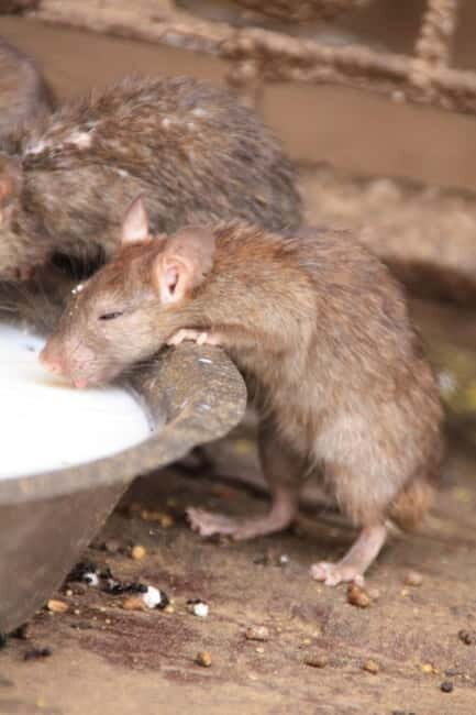 Bikaner: Karni Mata Temple Half-Day Guided Tour - FAQs