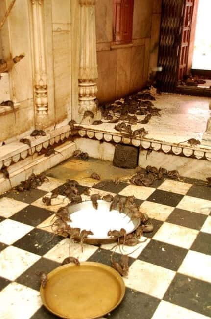 Bikaner: Karni Mata Temple Half-Day Guided Tour - Final Thoughts