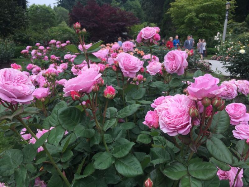 Bike Portland: Bridges, Neighborhoods, Poetry, and Roses - What to Expect and How it Works