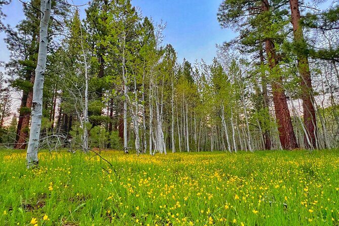 Bike Rental in South Lake Tahoe - Summary of the Experience