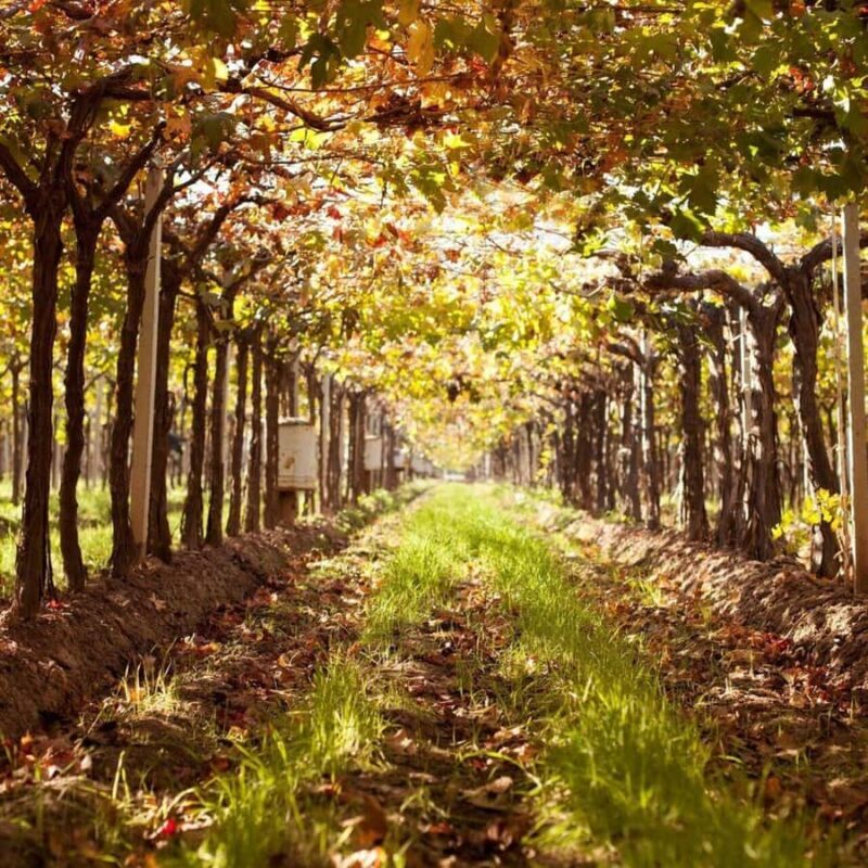 Bike Tour at Zuccardi: Olive Oil, Wine Tasting & Lunch - FAQs