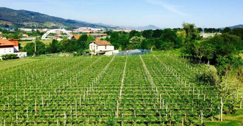 Bilbao: Guided Txacoli Wine Tasting - Key Points
