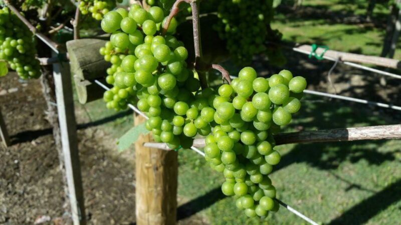 Bilbao: Guided Txacoli Wine Tasting - Who Will Enjoy This Tour?