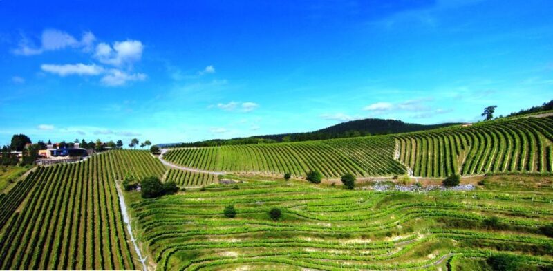 Bilbao Txakoli Wine Tour - Bilbao Txakoli Wine Tour: A Tasty Dive into Basque White Wine