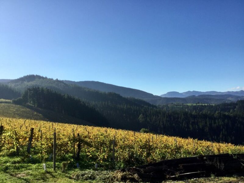 Bilbao Txakoli Wine Tour - A Closer Look at the Itinerary