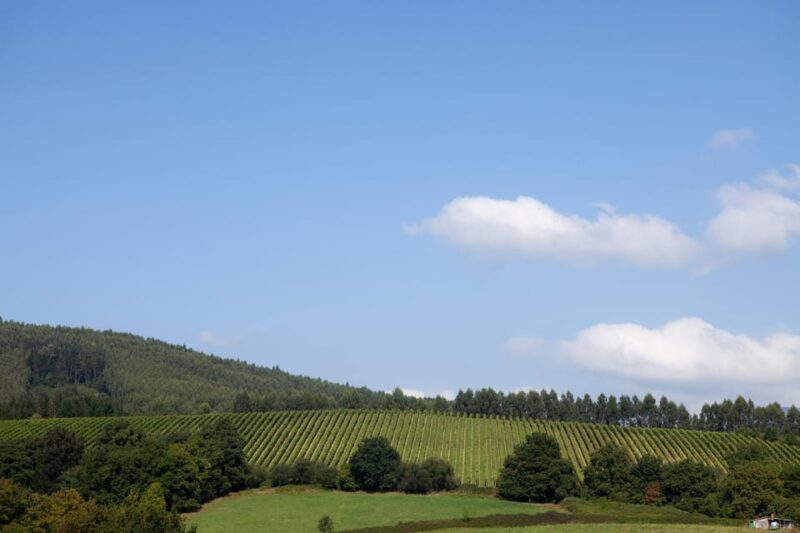 Bilbao Txakoli Wine Tour - Analyzing the Value