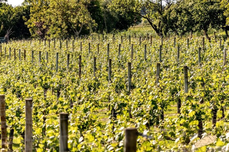 Bilbao Txakoli Wine Tour - FAQs
