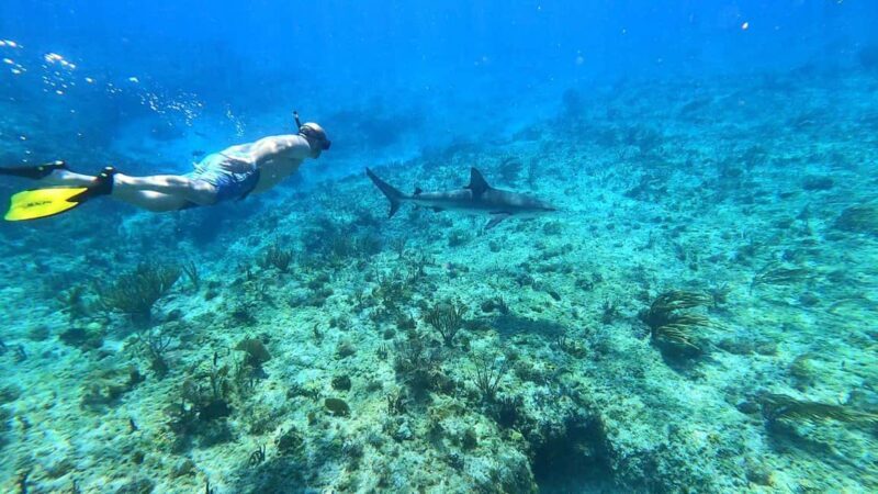 Bimini: 4-Stop Snorkeling Adventure - Discovering Bimini’s Underwater Treasures