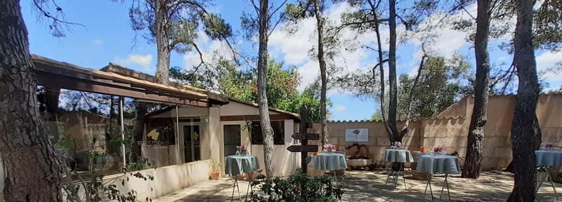 Binissalem: Individual vineyard tour and wine tasting in German - Discover Bodega Resident Wein in Binissalem — A Personal Touch on Mallorca’s Wine Scene