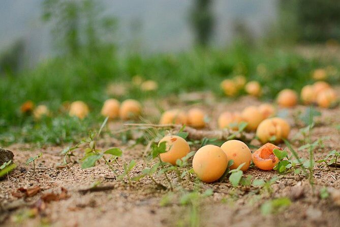 Binsar Sanctuary Walking Holiday - A Detailed Look at the Binsar Sanctuary Walking Holiday