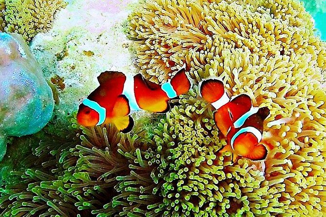 Bintan Snorkeling Tour - What to Expect from the Bintan Snorkeling Tour