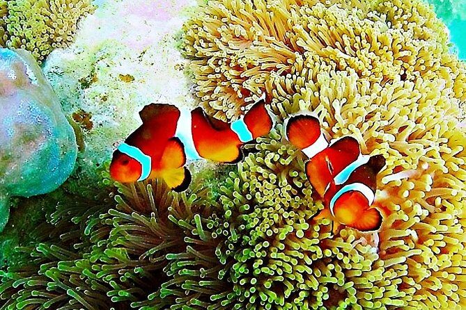 Bintan Snorkeling Tour - Bintan Snorkeling Tour: An In-Depth Look at an Ocean-Filled Day