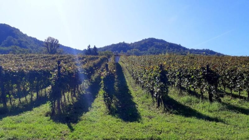 Biodynamics vineyard tour and tasting at Al di là del Fiume - Setting the Scene: Emilia-Romagna’s Hidden Gem