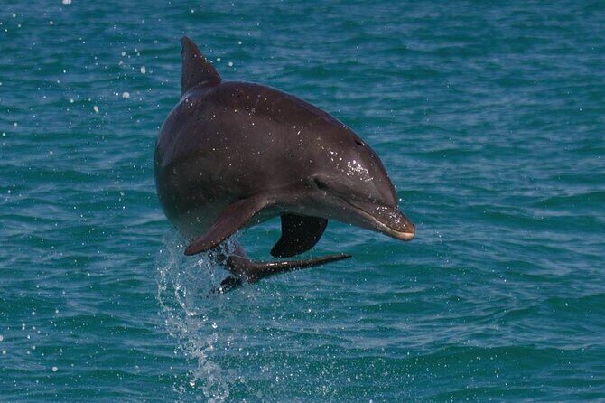 Biologist Owned & Operated: Dolphin Watching & Guided Snorkeling - Overview of the Dolphin Watching & Guided Snorkeling Tour in Key West