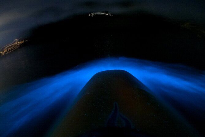 Bioluminescence Kayak Tour - Est. 1994 - Exploring Auckland’s Nighttime Wonder: The Bioluminescence Kayak Tour