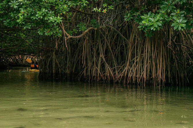 Bioluminescent Bay Night Kayaking, Fajardo - FAQ