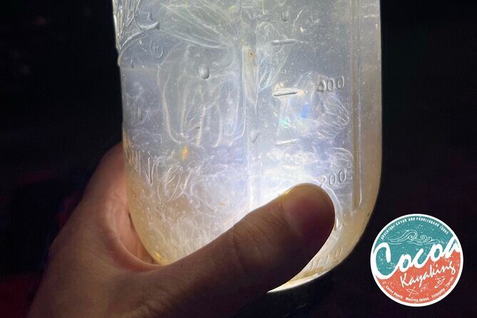 Bioluminescent Clear Bottom Kayak or Paddleboard Sit-On-Top Kayak Hybrid Tour! - Who Would Love This Tour?