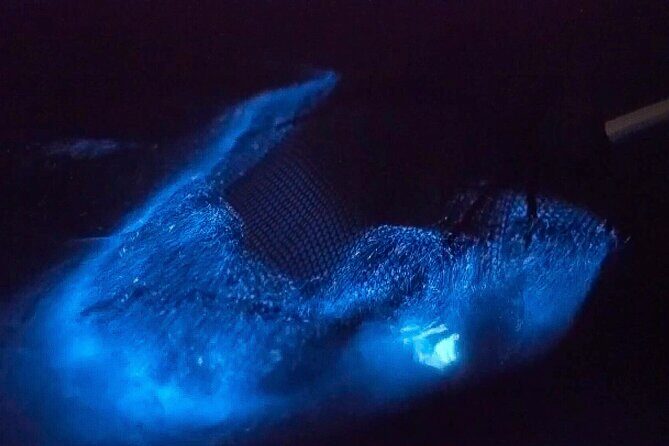 Bioluminescent Comb Jelly Clear Kayaking Tour - Discover the Magic of Florida’s Bioluminescent Waters