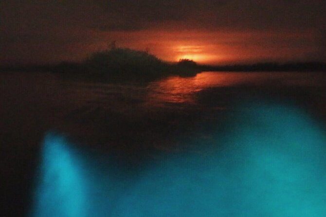 Bioluminescent Night Tour - Discovering the Magic of Puerto Escondido’s Bioluminescence