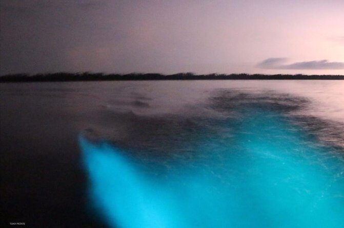 Bioluminescent Night Tour - Exploring the Tour in Detail