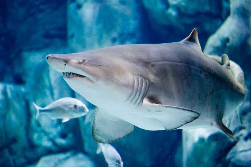 Bioparc Aquarium of Gijon Entry Ticket - Key Points