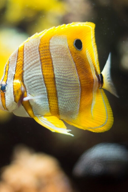 Bioparc Aquarium of Gijon Entry Ticket - Final Thoughts
