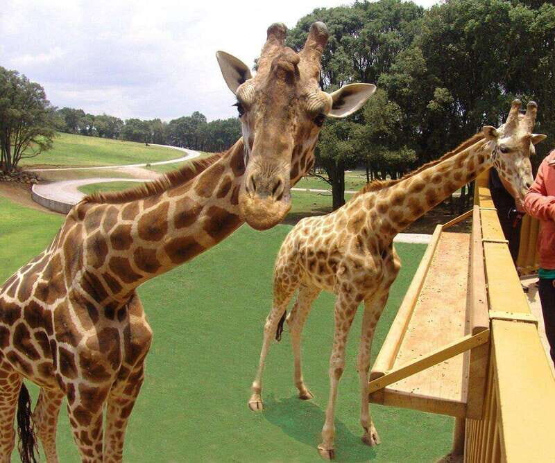 Bioparque Estrella Safari Experience Ticket - Who Will Love This Experience?